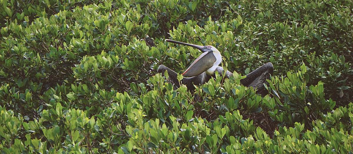 coffeepot bayou white and black bird porches on tree branch during daytime saint petersburg
